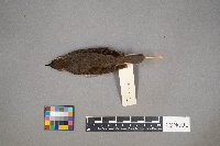 Parkesia noveboracensis image