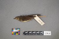 Parkesia noveboracensis image