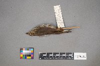 Parkesia noveboracensis image