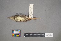 Parkesia noveboracensis image