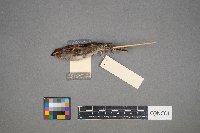 Spizella passerina image