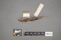 Spizella passerina image