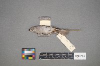 Spizella passerina image