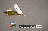 Setophaga petechia image