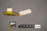 Setophaga petechia image