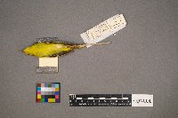 Setophaga petechia image