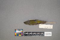 Oreothlypis peregrina image