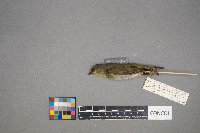 Oreothlypis peregrina image