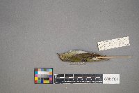 Oreothlypis peregrina image