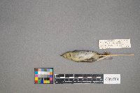 Oreothlypis peregrina image