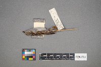 Spizella passerina image