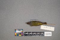 Oreothlypis ruficapilla image