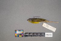 Oreothlypis ruficapilla image