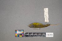 Oreothlypis ruficapilla image