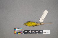 Oreothlypis ruficapilla image