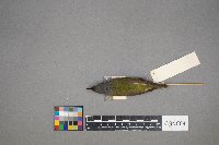 Oreothlypis peregrina image