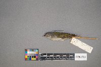 Oreothlypis peregrina image