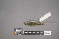 Oreothlypis peregrina image