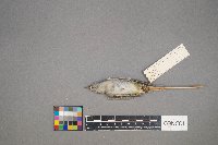 Oreothlypis peregrina image