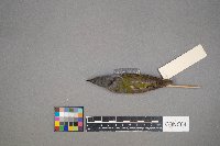 Oreothlypis peregrina image