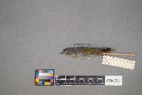 Oreothlypis peregrina image