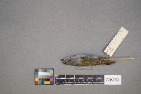 Oreothlypis peregrina image