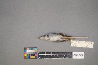 Oreothlypis peregrina image