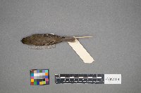 Empidonax minimus image