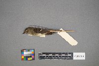 Empidonax minimus image