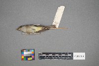 Empidonax minimus image