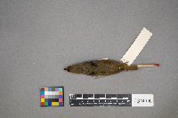 Cardellina pusilla image