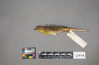 Cardellina pusilla image