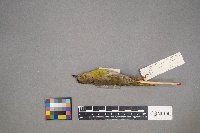 Cardellina pusilla image