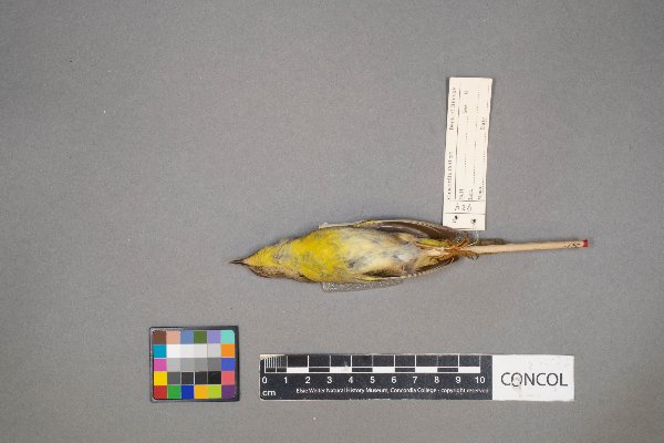 Cardellina pusilla image