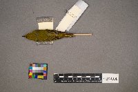 Setophaga petechia image