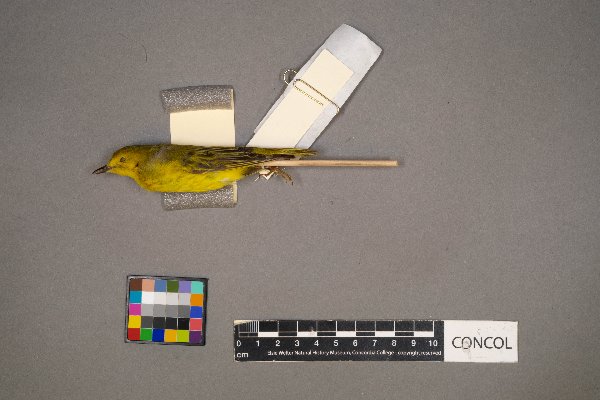 Setophaga petechia image