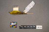 Setophaga petechia image