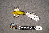 Setophaga petechia image