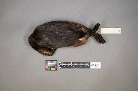 Podiceps nigricollis image