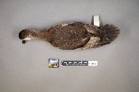 Oxyura jamaicensis image