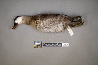 Oxyura jamaicensis image