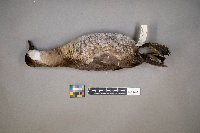 Oxyura jamaicensis image