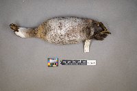 Oxyura jamaicensis image