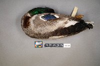 Anas platyrhynchos image