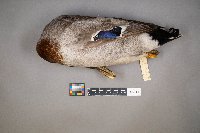 Anas platyrhynchos image