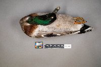 Anas platyrhynchos image