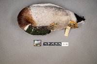 Anas platyrhynchos image