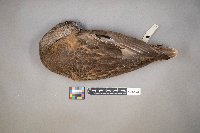 mareca americana image