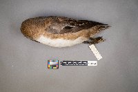 mareca americana image