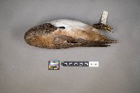 mareca americana image